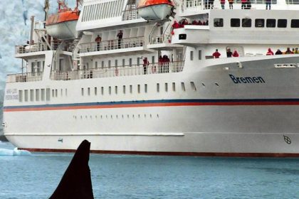 Deutsches Crew-Mitglied erschießt Eisbären auf Spitzbergen – Focus: „Menschen haben dort nichts zu suchen – schämt euch“