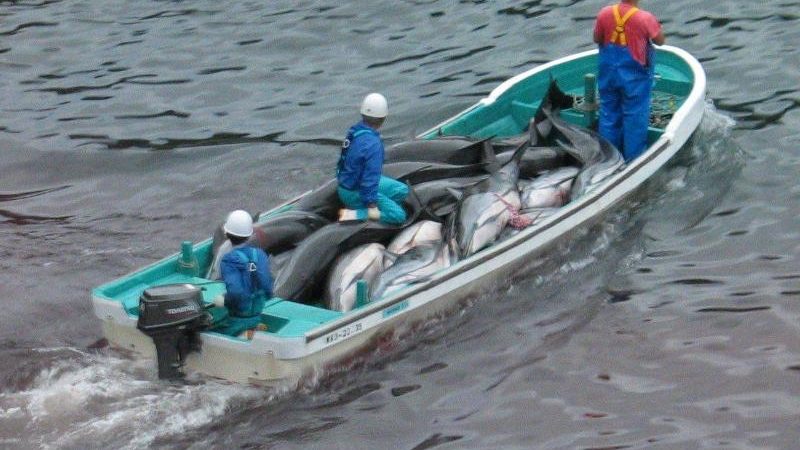 „Bibliothek des Grauens“: Rund 100.000 Delfine und Kleinwale pro Jahr getötet