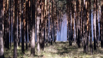 Auch für den Wald – Forstleute fordern eine Milliarde Euro