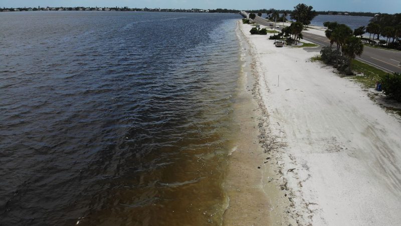 100 Tonnen tote Tiere: „Rote Flut“ lässt unzählige Meeresbewohner an Floridas Küste verenden
