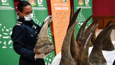 Nashorn-Schmuggel in Malaysia – 116 Kilogramm Horn beschlagnahmt
