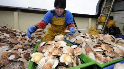 Zoff im Ärmelkanal: Französische Muschelfischer vertreiben Briten