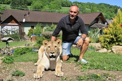 Der Löwe als Haustier auf der Straße: In Tschechien leben über 250 Großkatzen bei privaten Haltern und Züchter