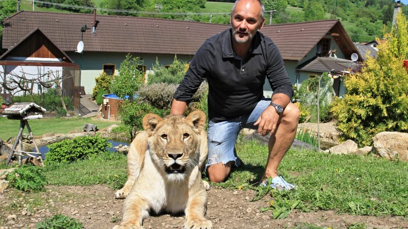 Der Löwe als Haustier auf der Straße: In Tschechien leben über 250 Großkatzen bei privaten Haltern und Züchter