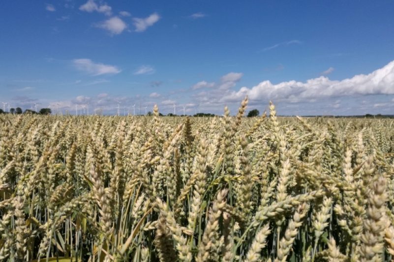 Grüne warnen vor pauschalen Dürrehilfen – Göring-Eckardt: Bauern sind Verursacher der Klimakrise