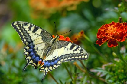 Zweite Runde: Eine Stunde lang Insekten zählen
