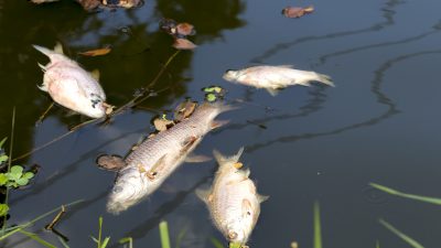 Fischsterben: Münster kämpft um den Bestand im Aasee