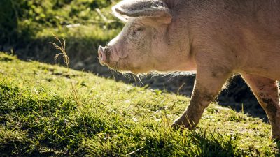 Bauernverband fordert drastische Erhöhung der Schweinefleischpreise
