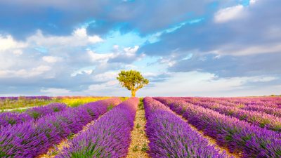 Lavendel liegt im Trend – Nachfrage nach Provence-Öl „explodiert“