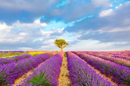 Lavendel liegt im Trend – Nachfrage nach Provence-Öl „explodiert“