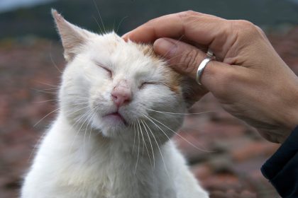 Wie trauern Tierbesitzer?