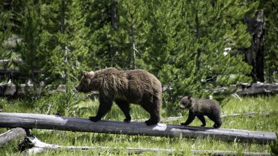 US-Richter verbietet Grizzly-Jagd bei Yellowstone Nationalpark