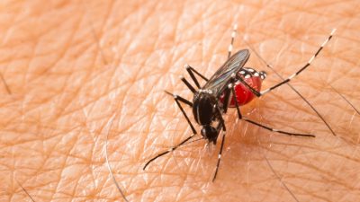 Ssssie kommen! – Migration der anderen Art: Tropische Mücken im Anflug – Virenübertragung wenig erforscht