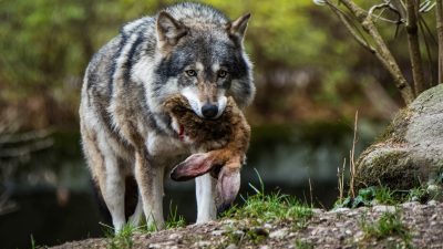 Wolfsschäden steigen rasant an:  700.000 Euro Schaden durch rund 700 Wölfe