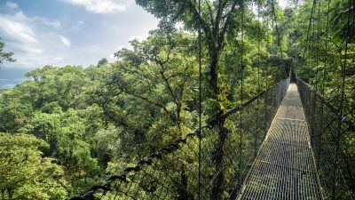 Lindner: Deutschland soll Regenwald in Asien und Südamerika aufkaufen