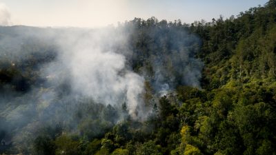 Nach dem Waldbrand – was Feuer für die Natur bedeutet