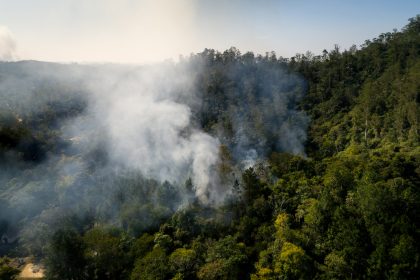 Nach dem Waldbrand – was Feuer für die Natur bedeutet