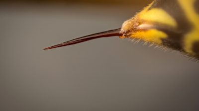 Etwa 20 Deutsche sterben jährlich durch Bienen- und Wespenstiche an einem allergischen Schock