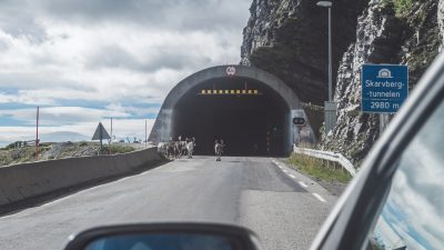 Neue Straßengefahren in Norwegen: Rekordhitze am Polarkreis treibt Rentiere in Tunnel
