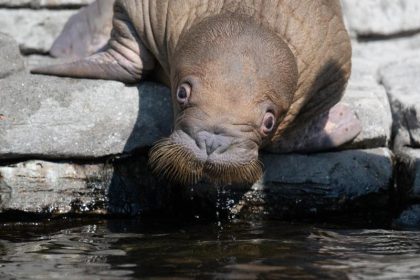 Walrossmutter verteidigt ihr Kalb und versenkt russisches Marineboot