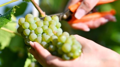So früh wie noch nie: Weinlese beginnt in Rheinland-Pfalz