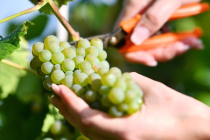 So früh wie noch nie: Weinlese beginnt in Rheinland-Pfalz