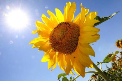 Nächster Hitzetag: Es können bis zu 39 Grad werden