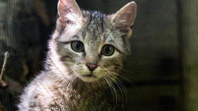 Weltkatzentag: Mehr Schutz für Wildkatze und Luchs gefordert