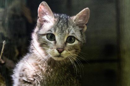 Weltkatzentag: Mehr Schutz für Wildkatze und Luchs gefordert