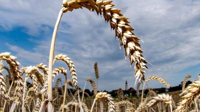 Entspannung auf Getreidemärkten: Preise für Weizen wieder auf Vorkriegsniveau