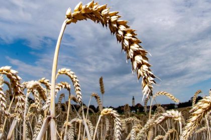 94 Prozent des Erbgutes von Weizens entschlüsselt