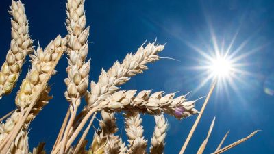 Russland setzt Getreide-Exporte bis Anfang Juli aus