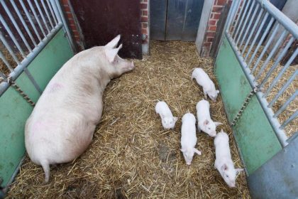 Viele Schweinebauern denken ans Aufgeben