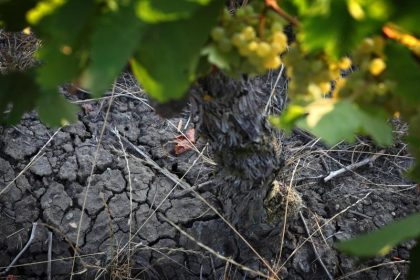 Lechzen nach dem Regen: Wer das Wasser besonders braucht