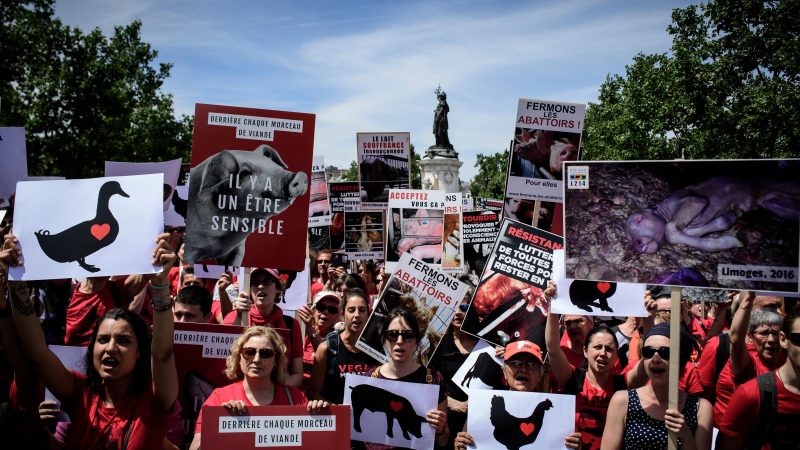 Frankreichs Züchter warnen vor Bürgerkrieg von militanten Tierschützern und Veganern