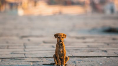 Tötet den Hund! Unbekannter verteilt Flugblätter gegen Familienhund in Karlsbad