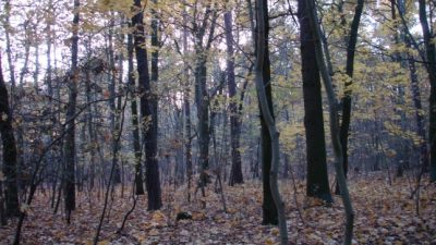 Leichenfund: Jäger macht in Wald im Hunsrück grausige Entdeckung
