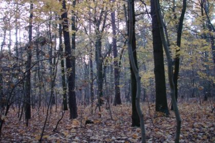 Leichenfund: Jäger macht in Wald im Hunsrück grausige Entdeckung