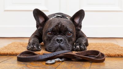 Bundestierärztekammer fordert Halterprüfung für alle Hundebesitzer
