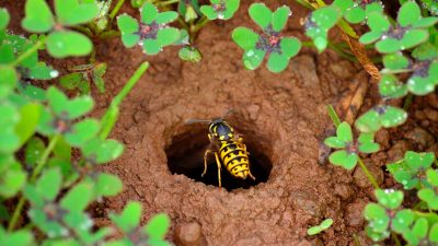 Schädlingsbekämpfer warnen vor „Wespen-Sommer“