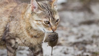 Katzen helfen nur bedingt gegen Ratten – aber auch Terrier sind gute Jäger