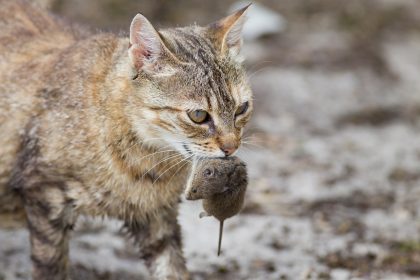 Katzen helfen nur bedingt gegen Ratten – aber auch Terrier sind gute Jäger