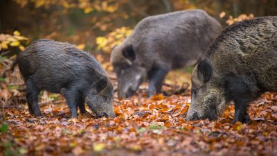 Wegen Afrikanischer Schweinepest bundesweit schon 820.000 Wildschweine erschossen