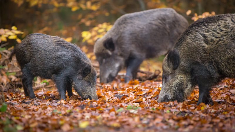Eine Familie Wildschweine im Herbst.