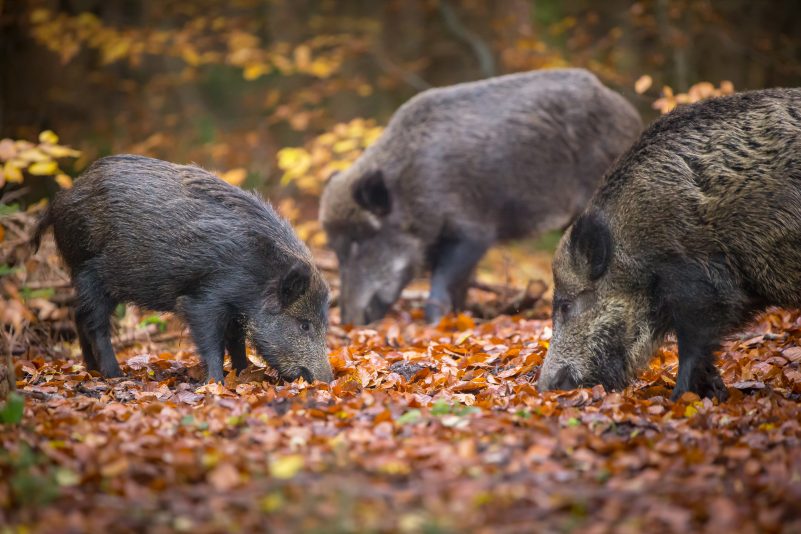 Eine Familie Wildschweine im Herbst.