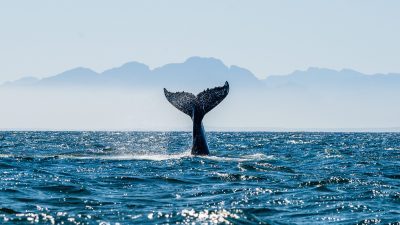 Walfangkommission lehnt Bildung von Schutzgebiet ab