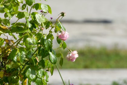 Frauenleiche von Hamm identifiziert – Gewaltsamer Tod bestätigt – Tatverdächtiger Syrer (24) schweigt