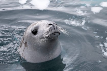 Robbe schleudert Paddler Tintenfisch ins Gesicht