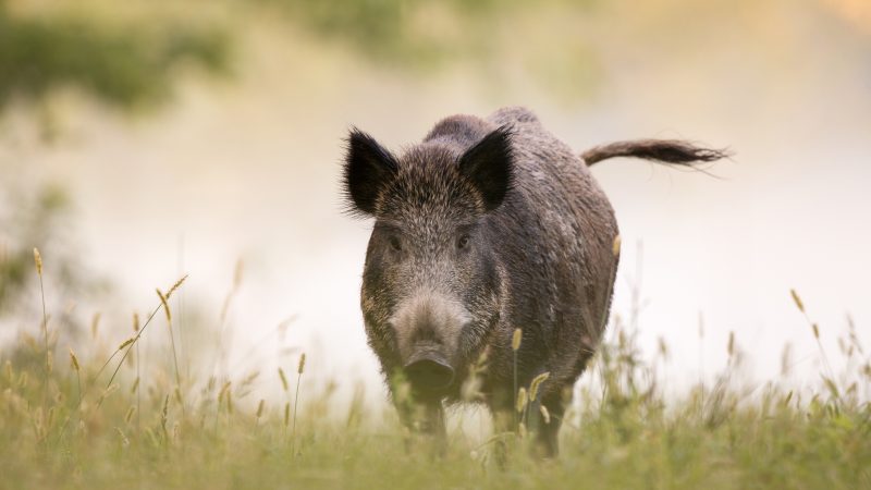 Die Schweinepest rückt näher: Totes Wildschwein in polnischer Grenzregion