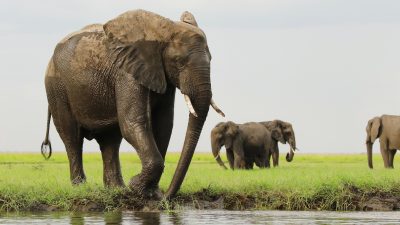 Tierschützer: Wilderer in Botswana töteten fast 90 Elefanten